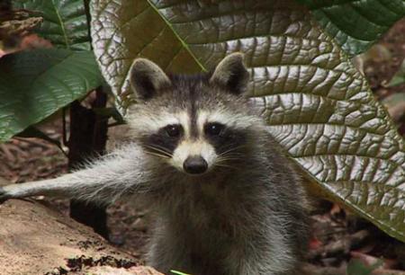 Ti Racoon