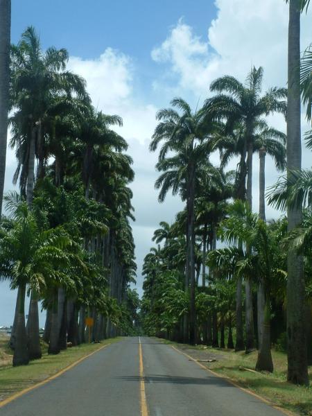 All�e Dumanoir � Capesterre-Belle-Eau.